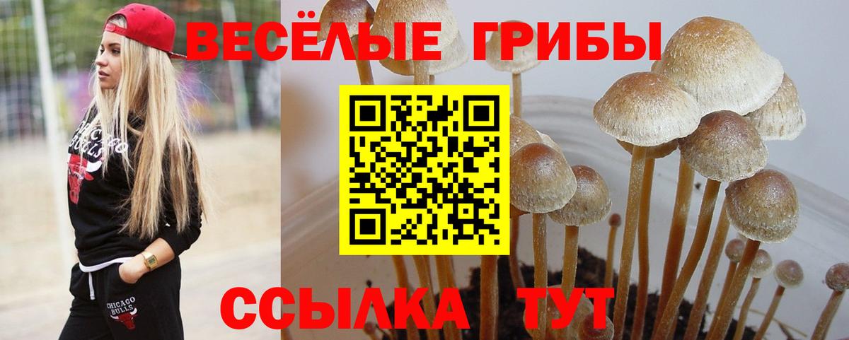 Псилоцибиновые грибы мицелий Тольятти